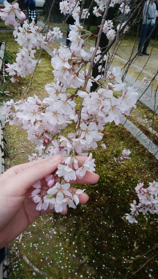 栄徳ショールーム日記◆春がやってきました